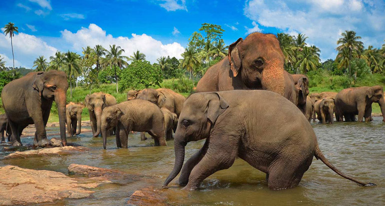 temple of toot relic